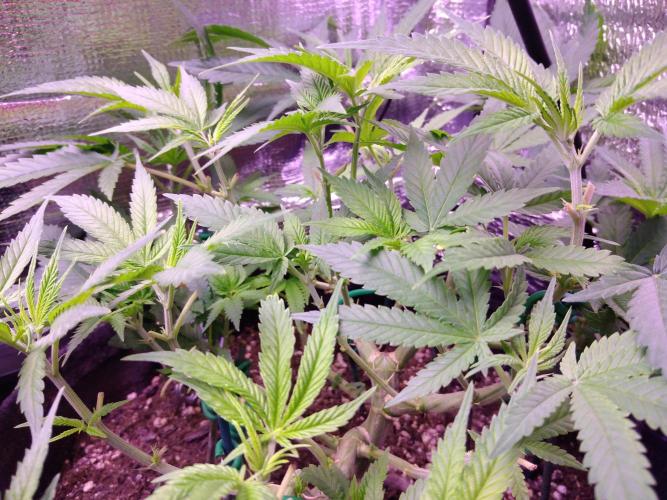 Crackers von Super Strains. Week 9