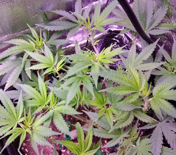 Crackers von Super Strains. Week 9