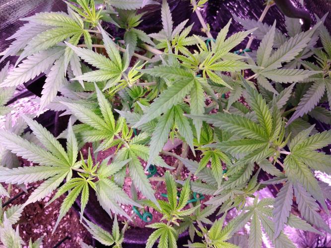 Crackers von Super Strains. Week 9