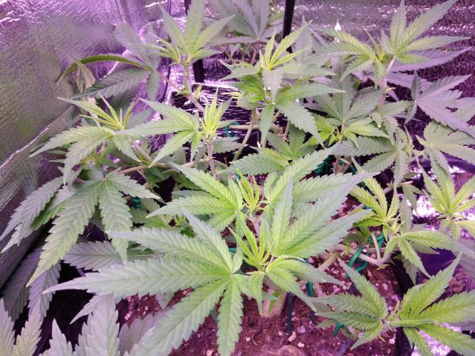 Crackers von Super Strains. Week 9