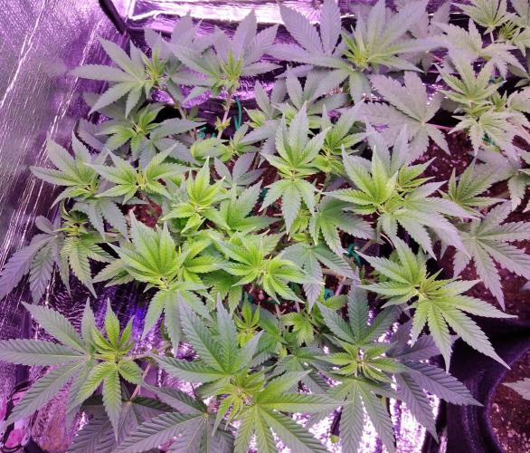 Der Klassiker !. Week 9