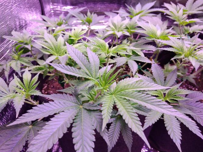 Der Klassiker !. Week 9