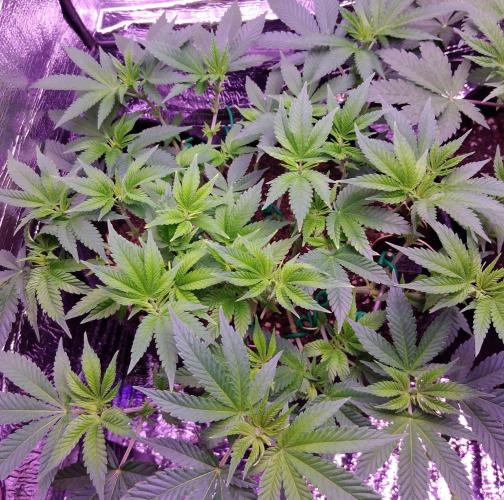 Der Klassiker !. Week 9