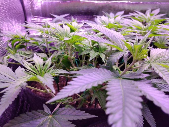 Der Klassiker !. Week 9