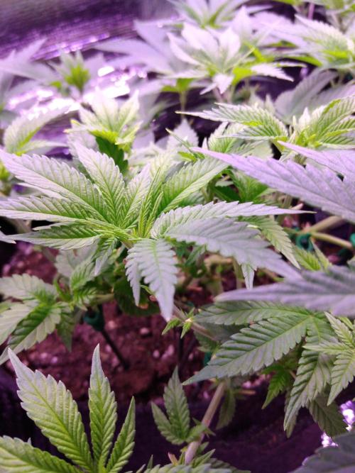 Der Klassiker !. Week 9