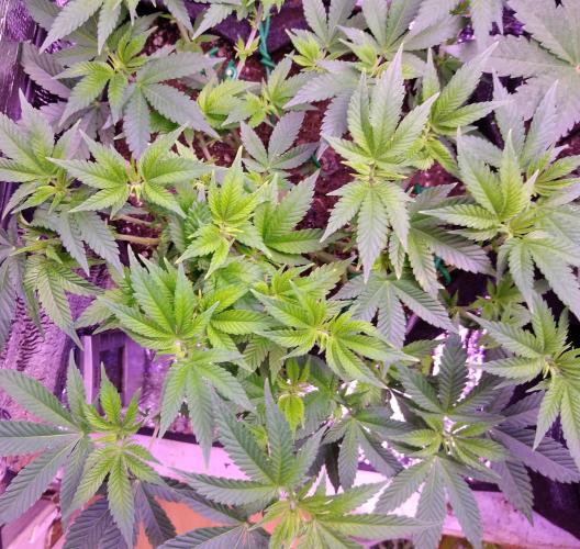 Der Klassiker !. Week 9