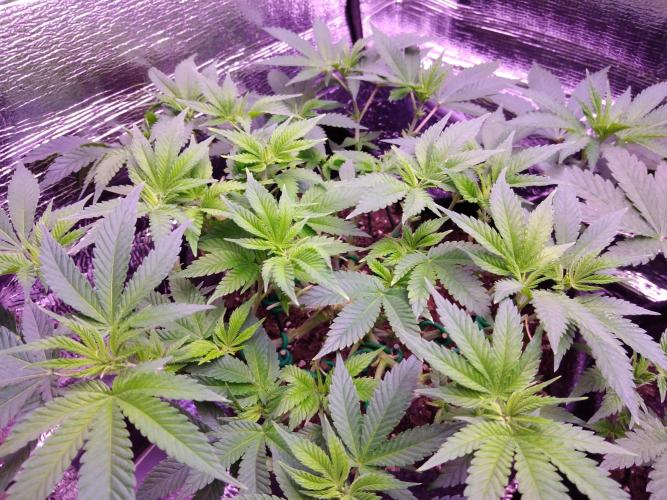 Der Klassiker !. Week 9