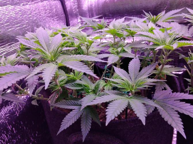 Der Klassiker !. Week 9