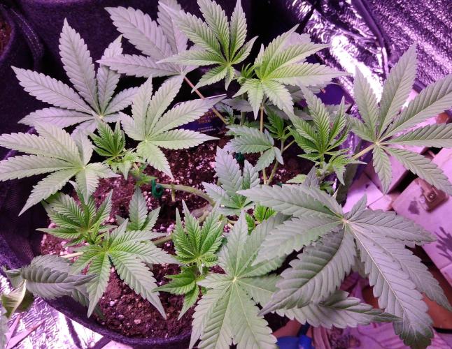 Eternity Grow Cup 2026. Week 5