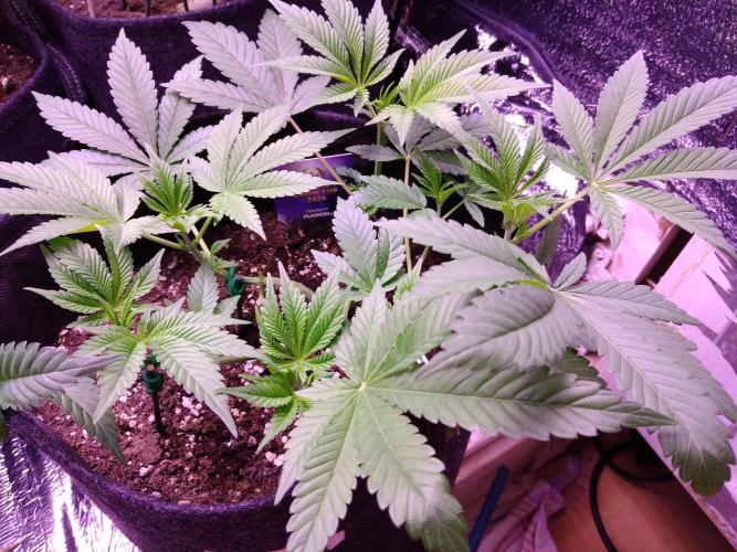 Eternity Grow Cup 2026. Week 5