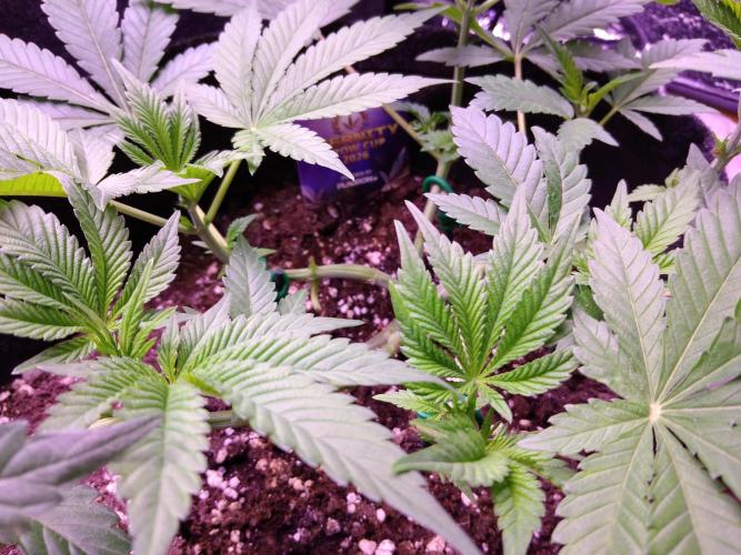 Eternity Grow Cup 2026. Week 5