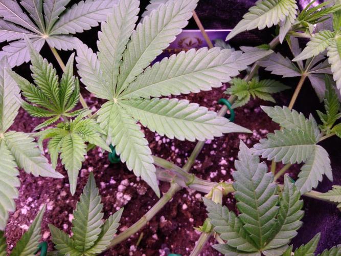 Eternity Grow Cup 2026. Week 5