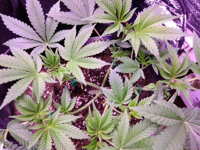 Eternity Grow Cup 2026. Week 5