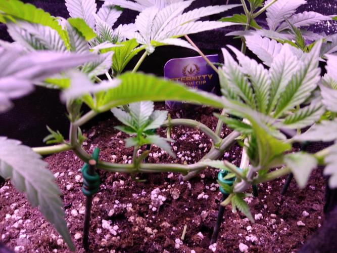 Eternity Grow Cup 2026. Week 5