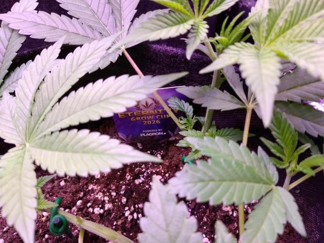 Eternity Grow Cup 2026. Week 5