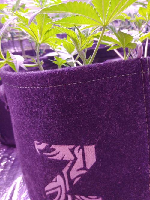 Eternity Grow Cup 2026. Week 5