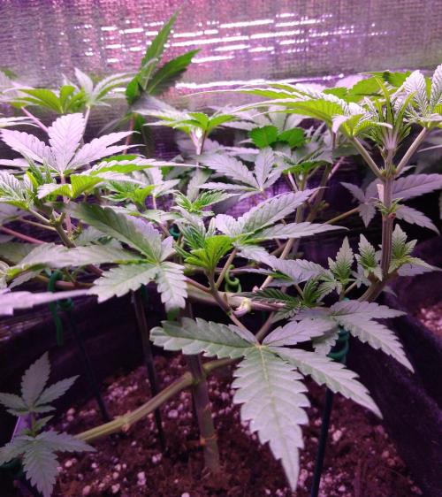 Eternity Grow Cup 2026. Week 5