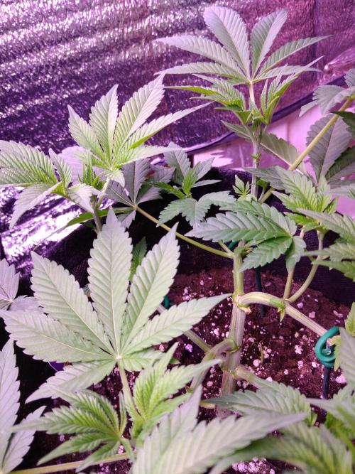 Eternity Grow Cup 2026. Week 5