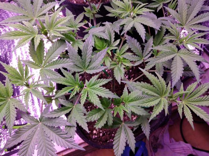 Eternity Grow Cup 2026. Week 5