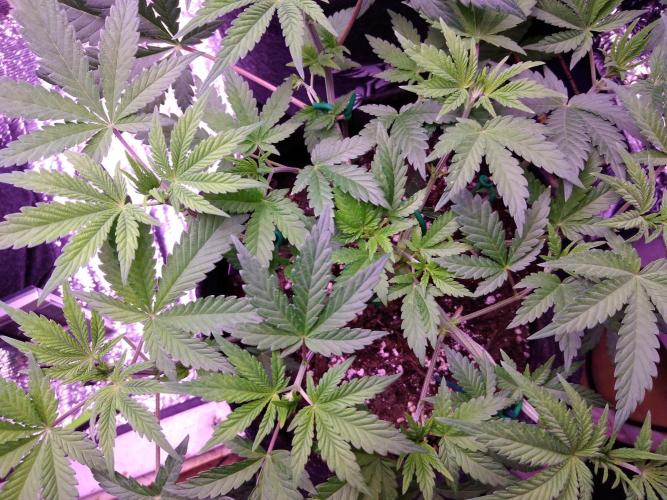 Eternity Grow Cup 2026. Week 5