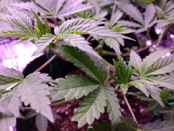 Eternity Grow Cup 2026. Week 5