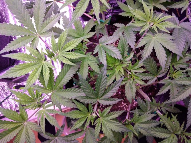 Eternity Grow Cup 2026. Week 5