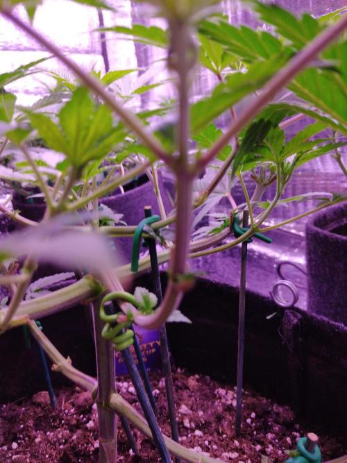 Eternity Grow Cup 2026. Week 5