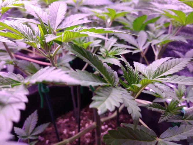 Eternity Grow Cup 2026. Week 5