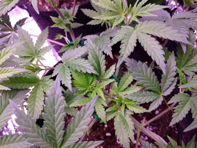 Eternity Grow Cup 2026. Week 5