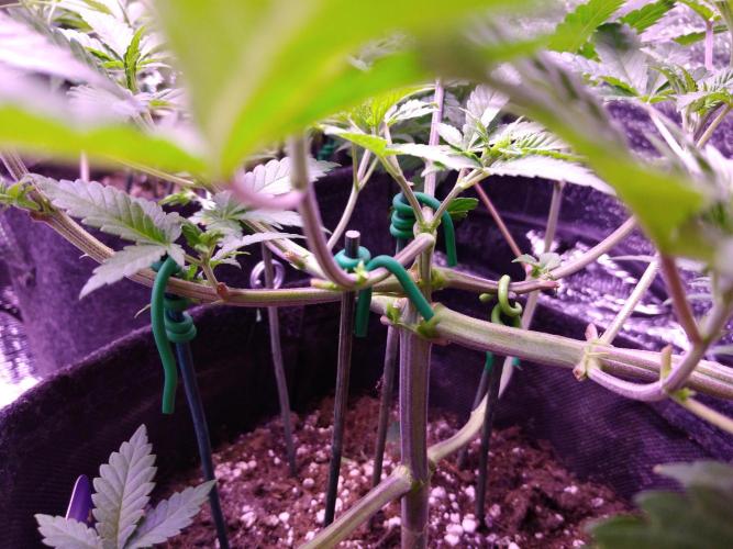 Eternity Grow Cup 2026. Week 5