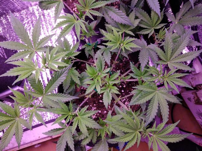 Eternity Grow Cup 2026. Week 5