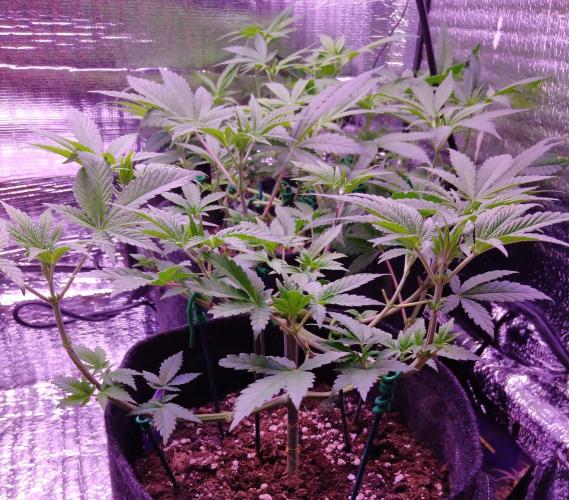 Eternity Grow Cup 2026. Week 5