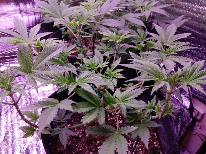 Eternity Grow Cup 2026. Week 5