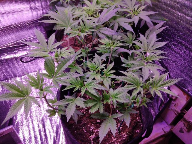 Eternity Grow Cup 2026. Week 5