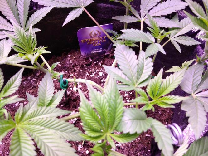 Eternity Grow Cup 2026. Week 5