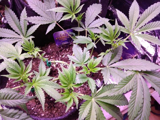 Eternity Grow Cup 2026. Week 5