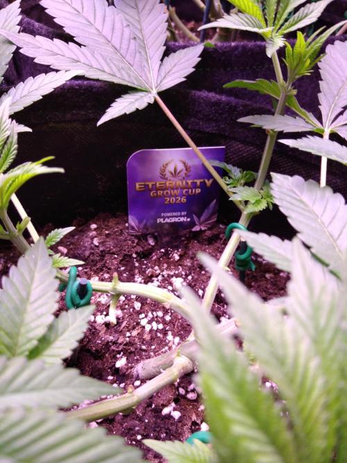Eternity Grow Cup 2026. Week 5