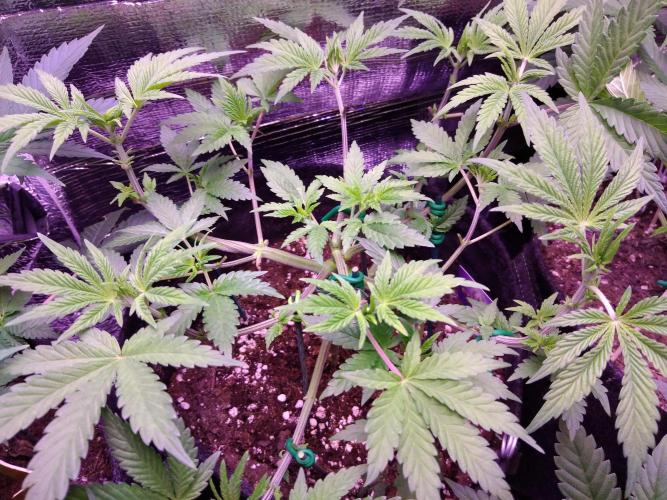 Eternity Grow Cup 2026. Week 5