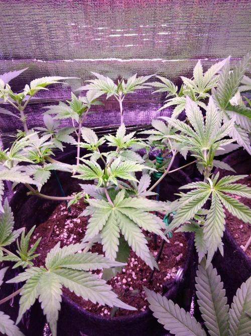 Eternity Grow Cup 2026. Week 5