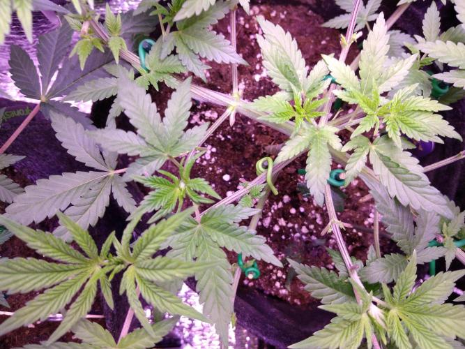 Eternity Grow Cup 2026. Week 5