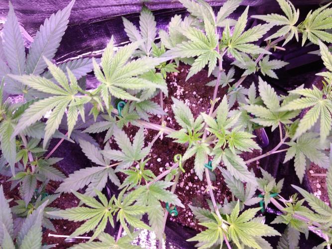 Eternity Grow Cup 2026. Week 5