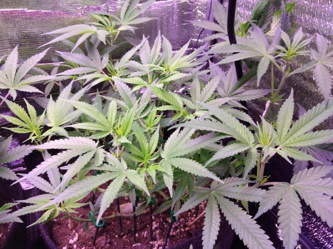 Crackers von Super Strains. Week 10