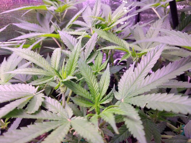 Crackers von Super Strains. Week 10