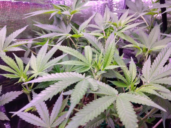 Crackers von Super Strains. Week 10