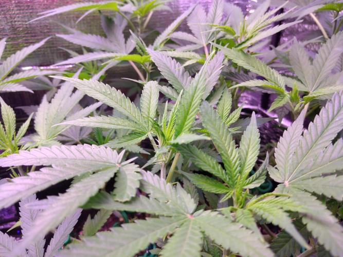 Crackers von Super Strains. Week 10