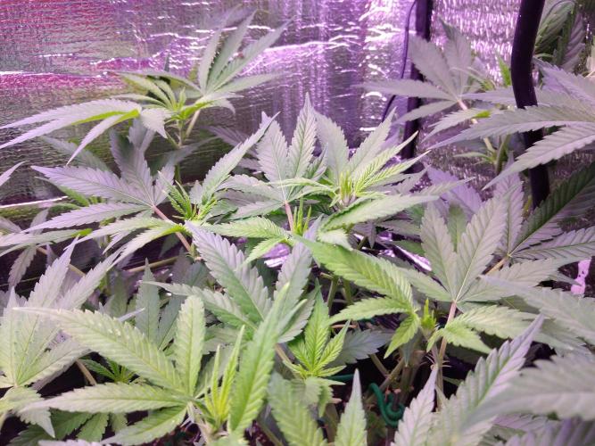 Crackers von Super Strains. Week 10