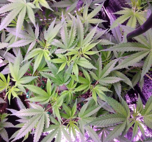 Crackers von Super Strains. Week 10