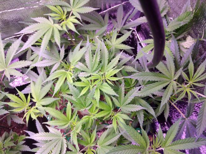 Crackers von Super Strains. Week 10