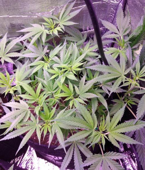 Crackers von Super Strains. Week 10