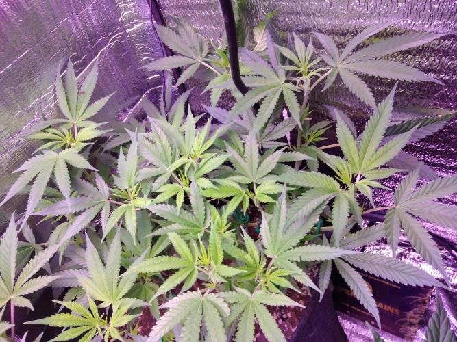 Crackers von Super Strains. Week 10